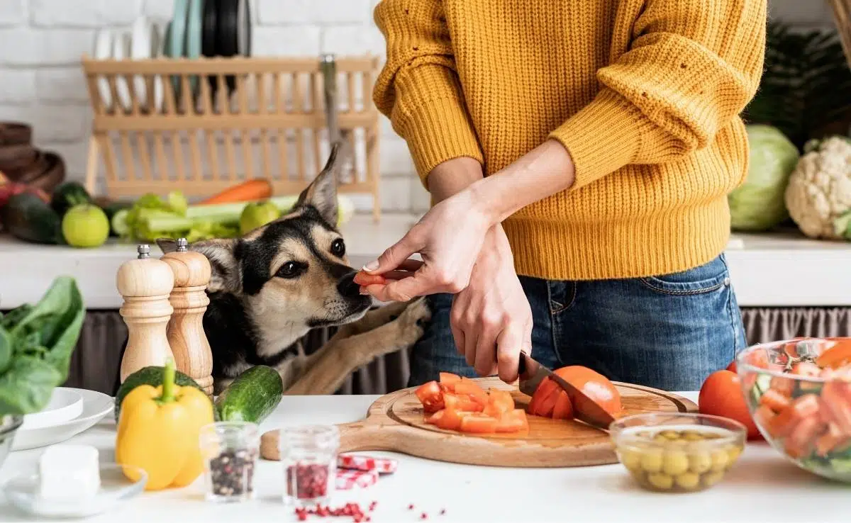 Dog Safety The Importance of Avoiding Human Food